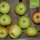 Adersleber Kalvill Bio-Äpfel 5kg