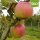 Adersleber Kalvill Bio-Äpfel 5kg