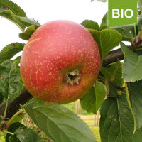 Bio-Apfel Coulons Renette|truncate:60