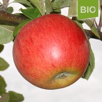 Geheimrat Breuhahn Bio-Äpfel 5kg