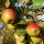 Geheimrat Breuhahn Bio-Äpfel 5kg