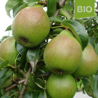 Bio-Birnen Sorte Köstliche 6kg|truncate:60
