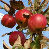 Bio-Apfel Melrose 5kg|truncate:60