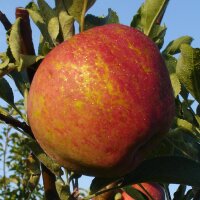Bio-Apfel Melrose 5kg