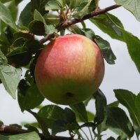 Jamba Äpfel 5-kg Steige