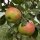 Jamba Äpfel 5-kg Steige