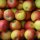 Bio-Äpfel 5kg-Steige / Natyra
