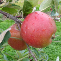 Apfel Braeburn
