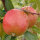 Apfel Braeburn