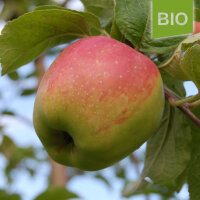 Bio-Apfel Doppelte Melone