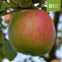 Bio-Apfel Doppelte Melone