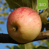Bio-Apfel Helios|truncate:60