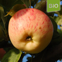 Bio-Apfel Helios