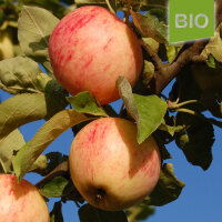 Bio-Apfel Helios