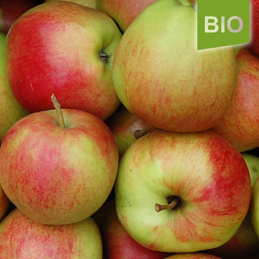 der Sorte Allergiker-Apfel, Bio-Apfel der Santana, 1,69 €