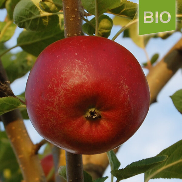Bio-Apfel der Sorte Santana, der Allergiker-Apfel, 1,69 €