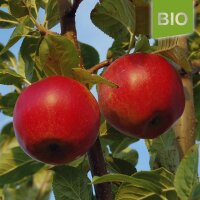 Bio-Apfel der Sorte Santana, der Allergiker-Apfel