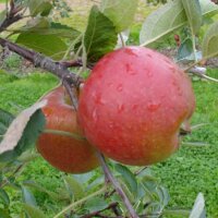 Braeburn Äpfel 6kg