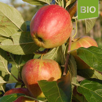 Bio-Apfel der Sorte Finkenwerder-Herbstprinz