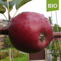 Roter Eiserapfel bio|truncate:60