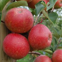 Rubinette Bio-Äpfel 3kg-Kiste
