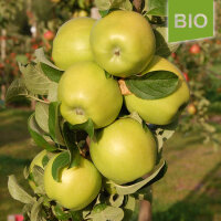 Seestermüher Zitronenapfel bio|truncate:60