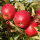 Apfel Red Jonaprince