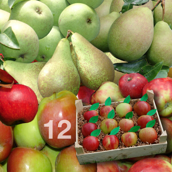 Apfel-Birnen-Probierkiste mit 12 Früchten