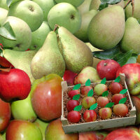 Apfel-Birnen-Probierkiste mit 12 Früchten
