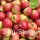 Bio-Äpfel 3kg-Steige / Topaz