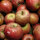 Mostäpfel 13kg krumme Früchte / Boskoop