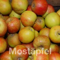 Mostäpfel 13kg krumme Früchte / Holsteiner Cox