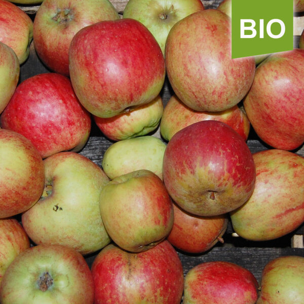 Englischer Prinz Bio-Äpfel 5kg