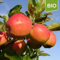 Apfelbaum-Patenschaft BIO / Gala / 2024 / Standard 10kg