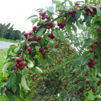 Zierapfelzweig mit roten Früchten|truncate:60