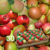 Apfelprobierkiste mit 30 Äpfel