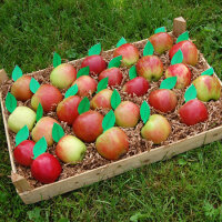 Apfelprobierkiste mit 30 Äpfel