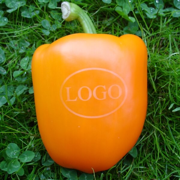 LOGO-Paprika orange