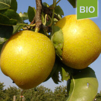Bio-Apfelbirne Nashiki|truncate:60