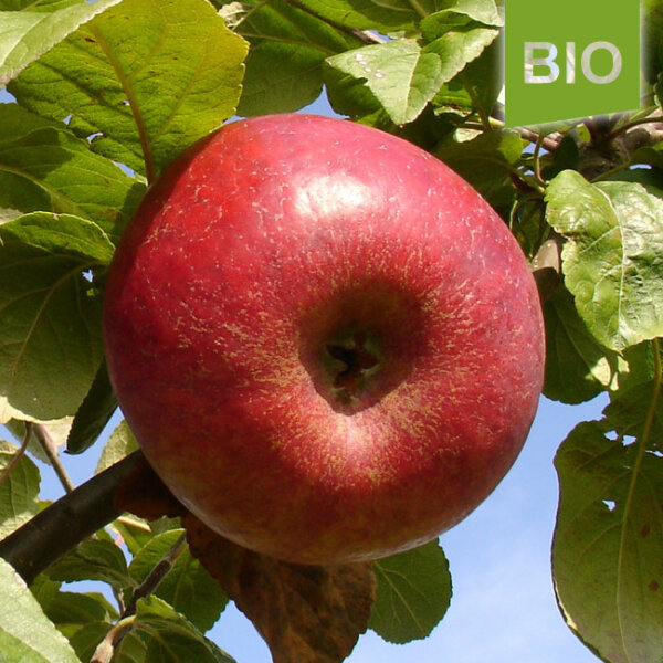 Bio-Apfel Prinz Albrecht von Preußen