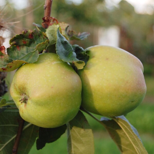Luxemburger Renette Apfel 5kg
