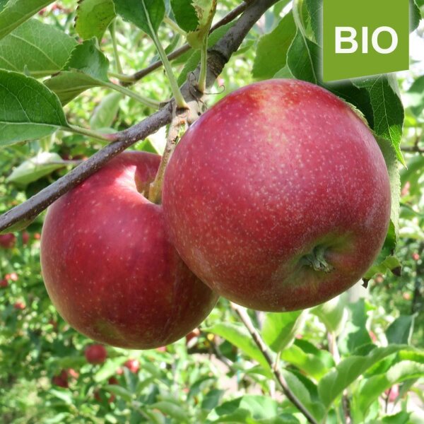Apfelbaum-Patenschaft BIO / Royal Jonagold / 2024 / Standard Verlängerung 10kg
