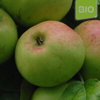 Bio-Apfel Minister von Hammerstein|truncate:60