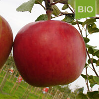Erwin Baur Bio-Äpfel 5kg