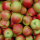 Bio-Äpfel 5kg-Steige / Santana