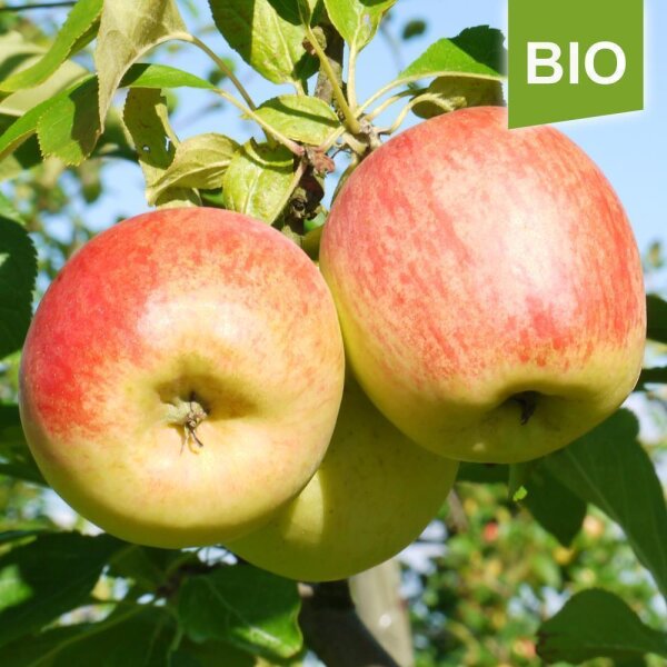 Apfelbaum-Patenschaft BIO / Delbar / 2024 / Standard Verlängerung 10kg
