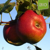 Bio-Apfel Baumanns Renette|truncate:60