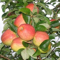 Herbstprinz Apfel aus dem Alten Land 5kg