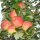 Herbstprinz Apfel aus dem Alten Land 5kg