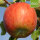 Bio-Apfel der Sorte Jonagored